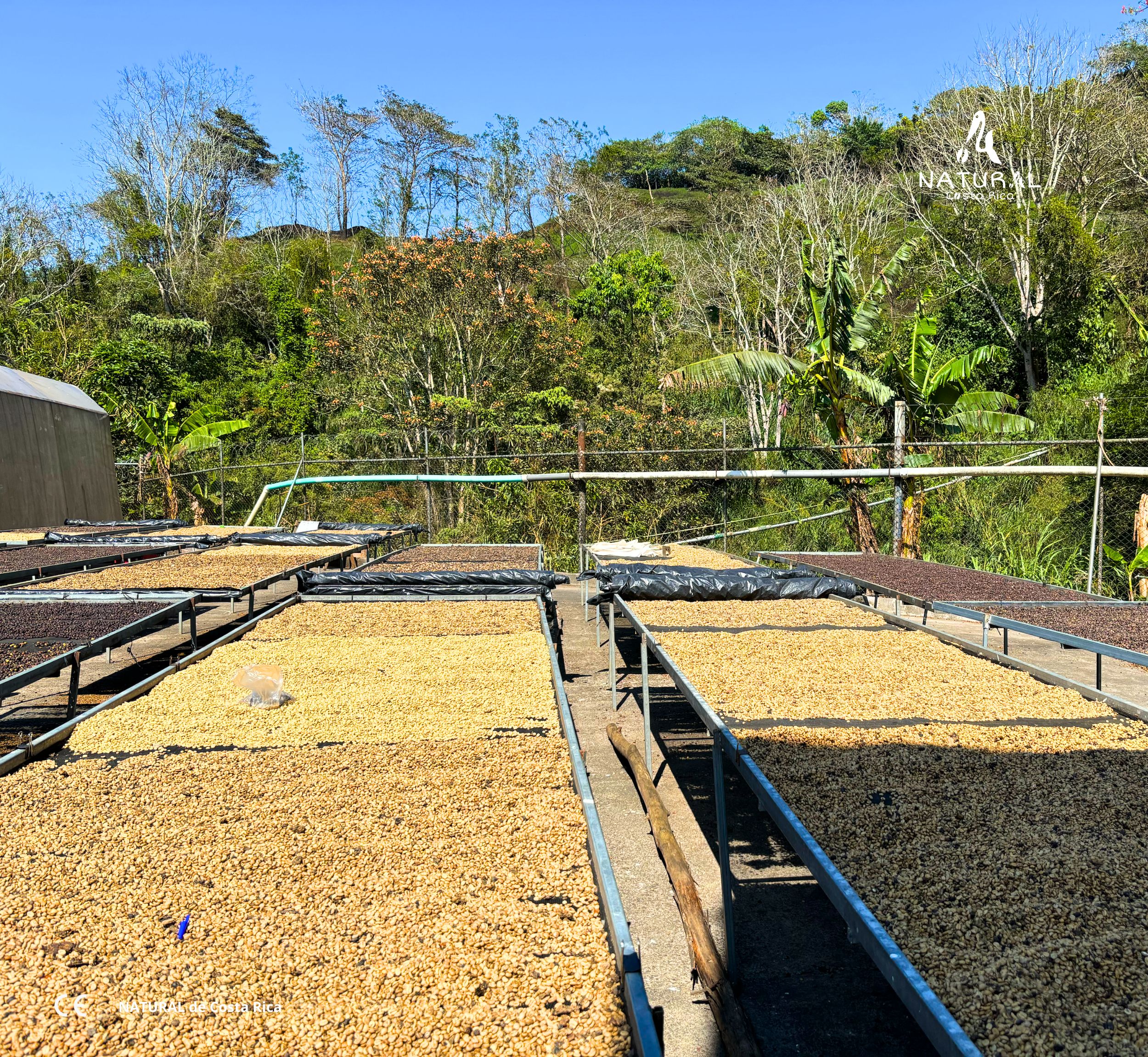 Caf&eacute; sec&aacute;ndose en camas elevadas bajo el sol